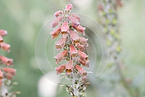 Small-flowered foxglove Digitalis parviflora, orange-brown flowers in close-up photo